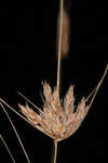 Sandy field hairsedge